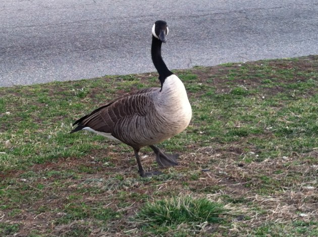 Quack goes the goose!